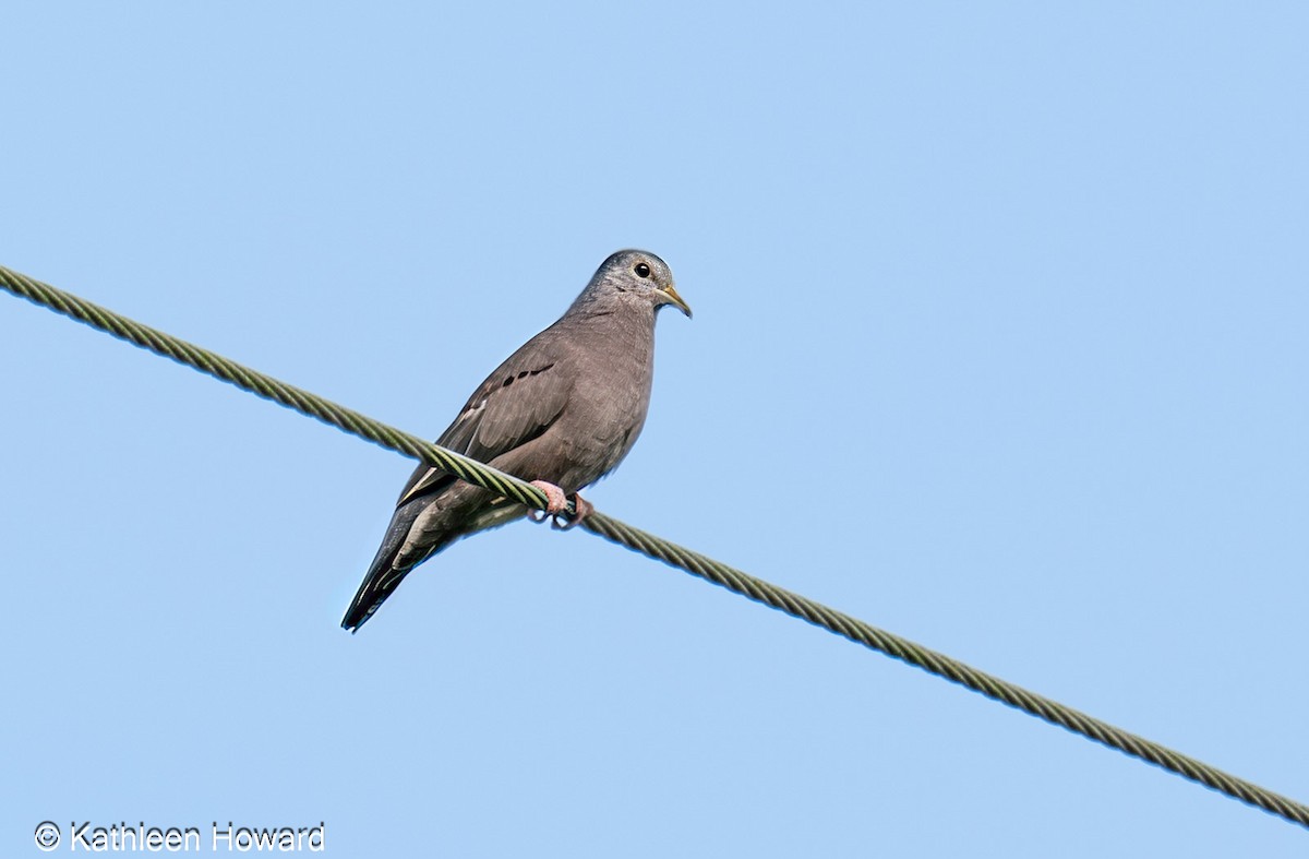 Plain-breasted Ground Dove - ML645189387