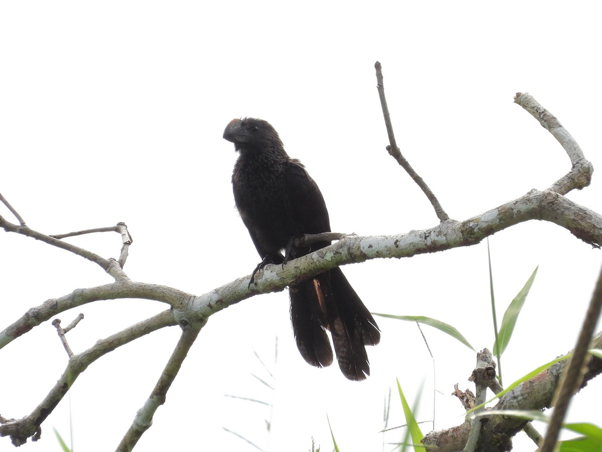 Ані товстодзьобий - ML645189393