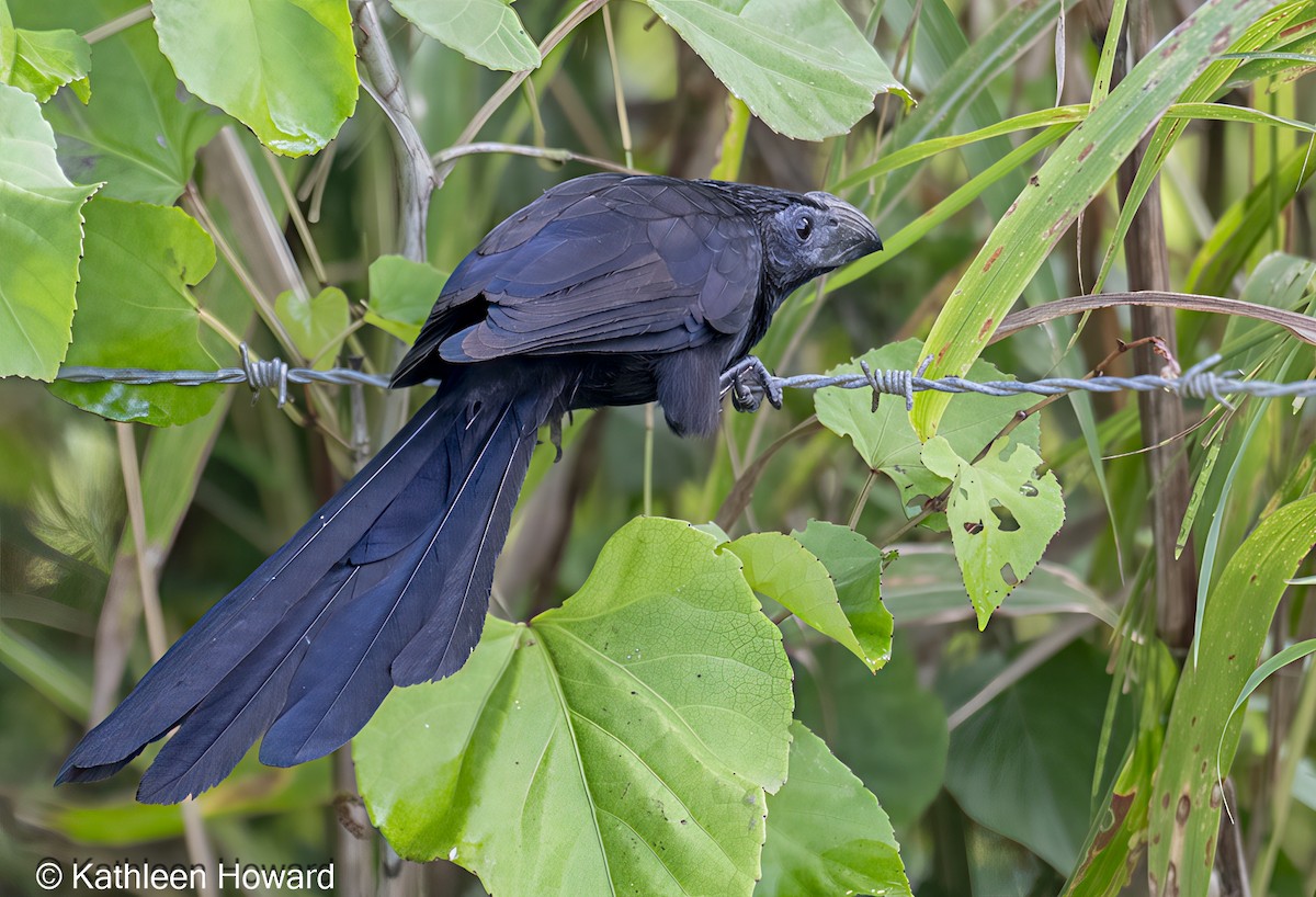 Groove-billed Ani - ML645189399