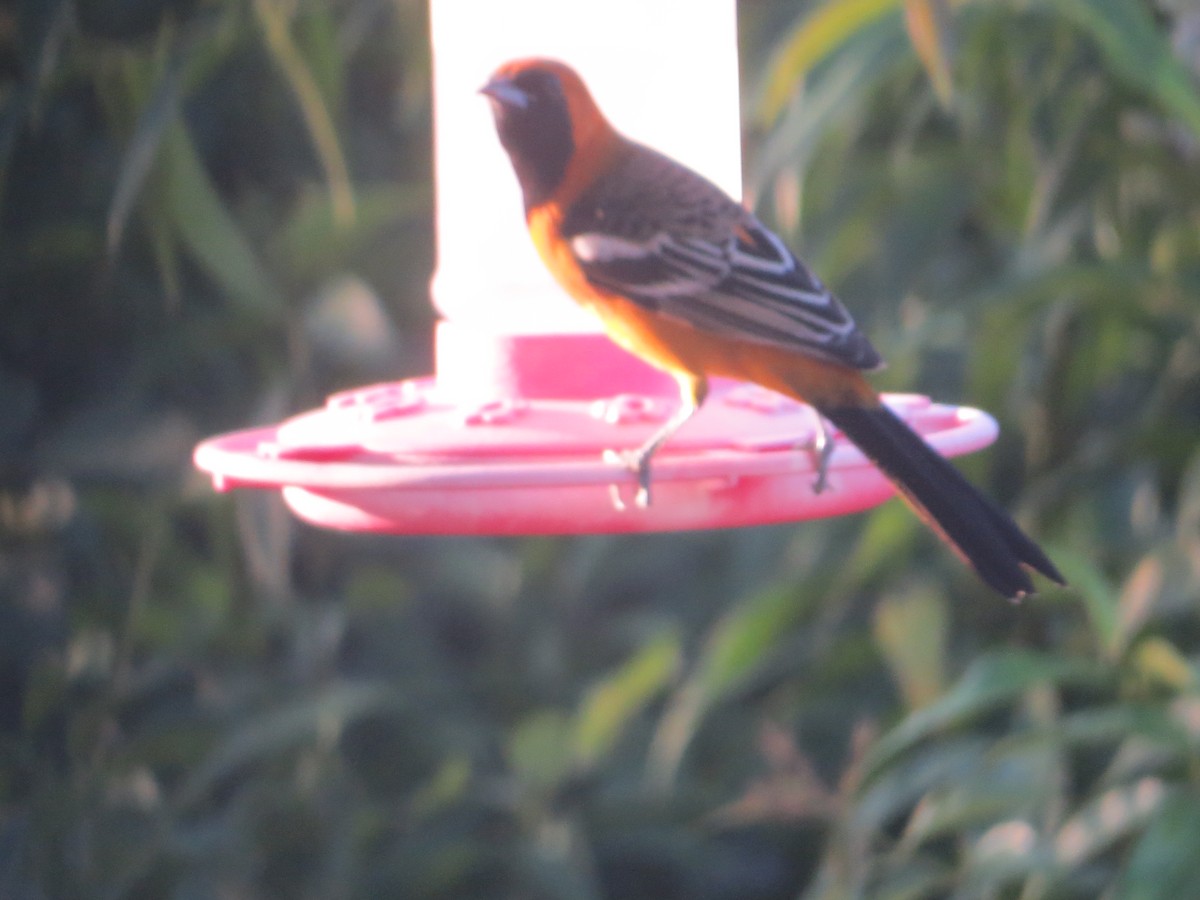 Hooded Oriole - ML645189404