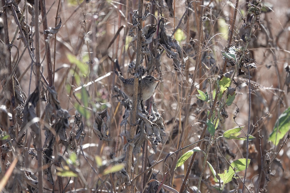 Sedge Wren - ML645189406