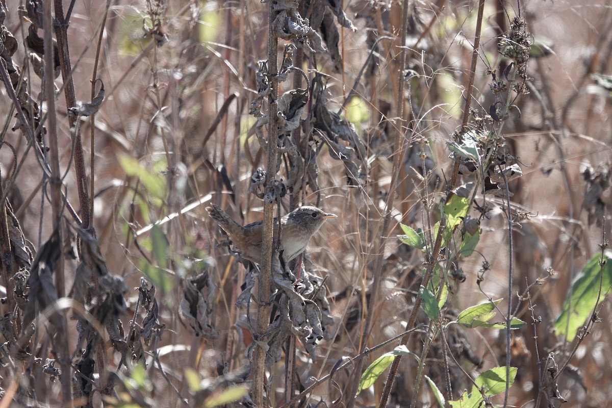 Sedge Wren - ML645189407