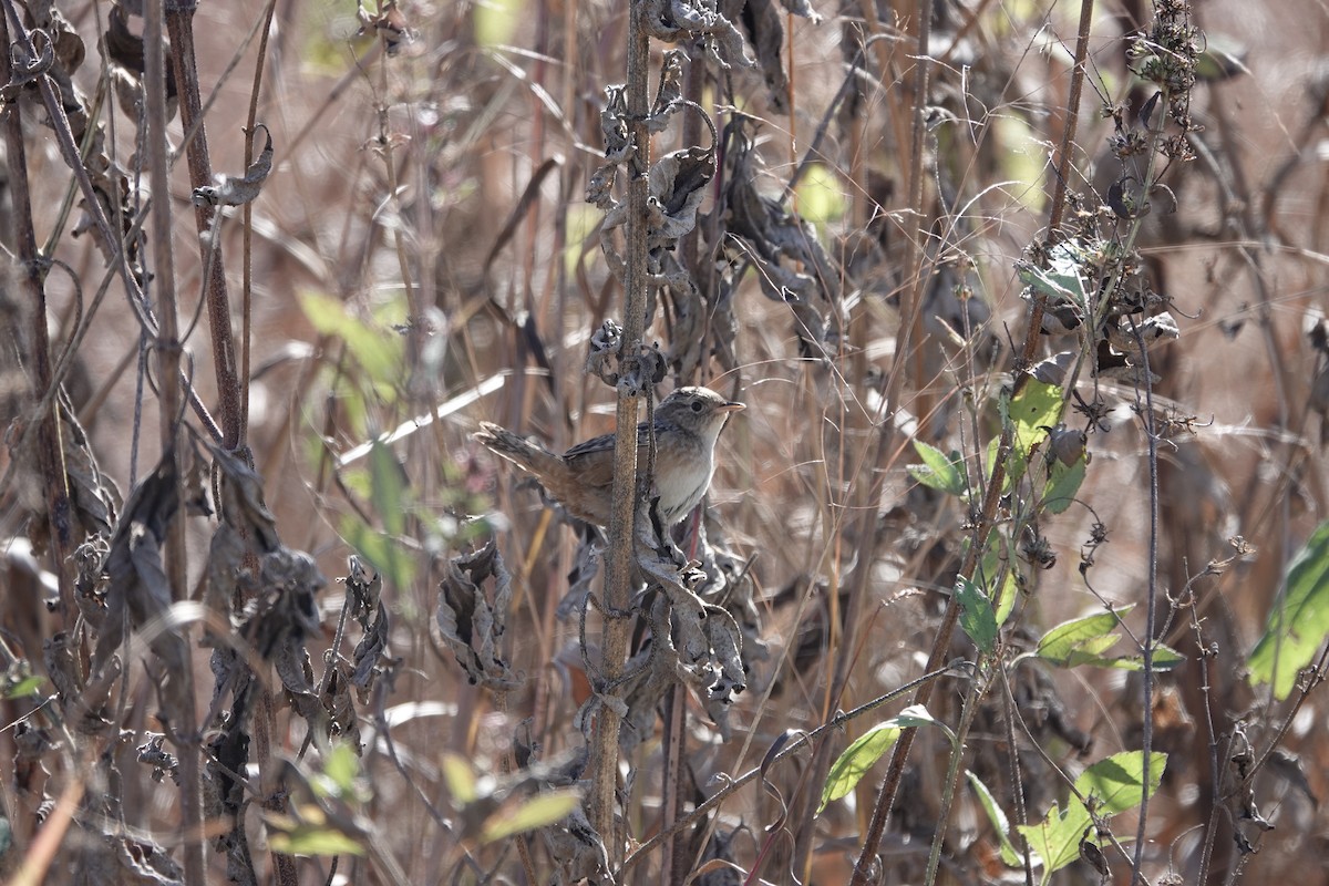 Sedge Wren - ML645189408