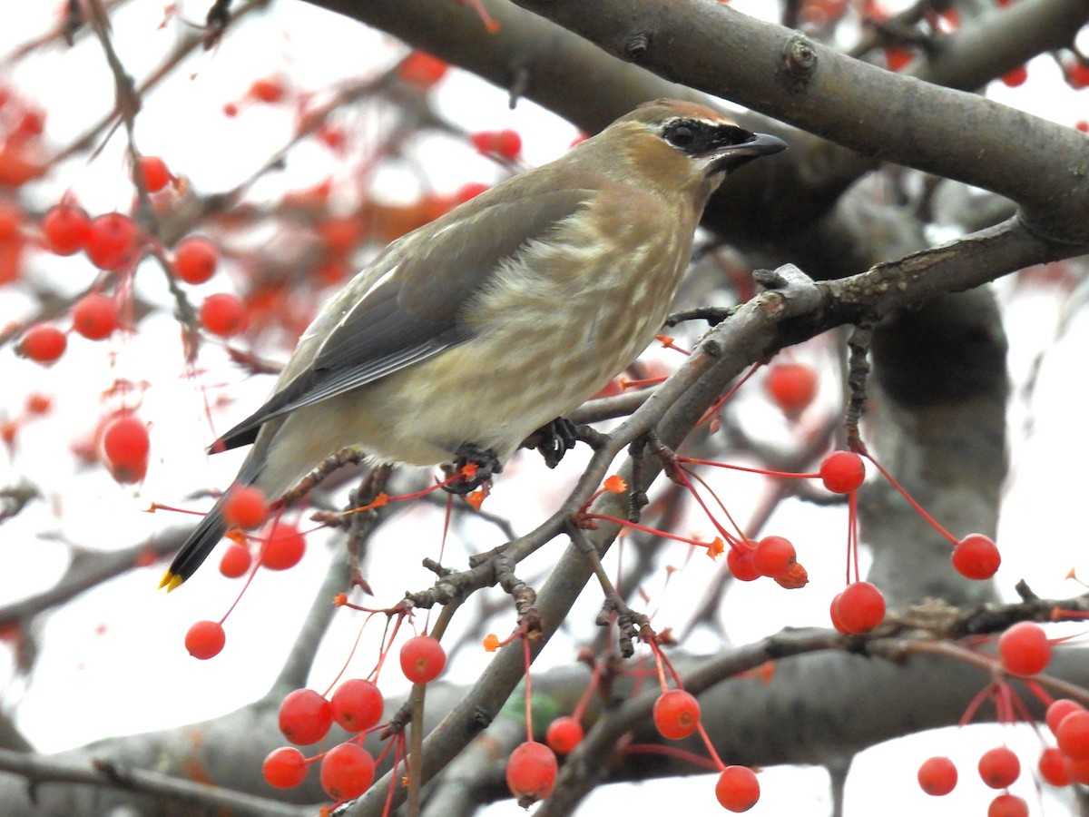 Cedar Waxwing - ML645189409