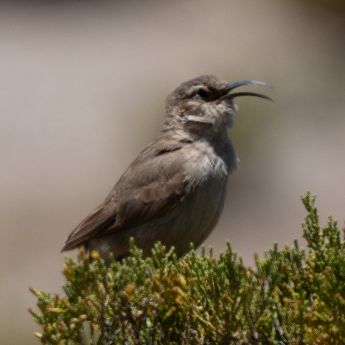 Buff-breasted Earthcreeper - ML645189414