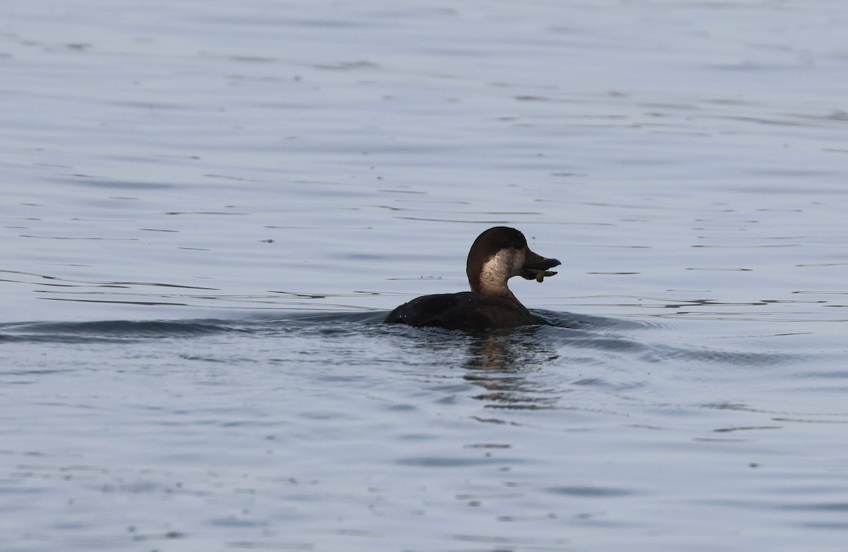 Black Scoter - ML645189418