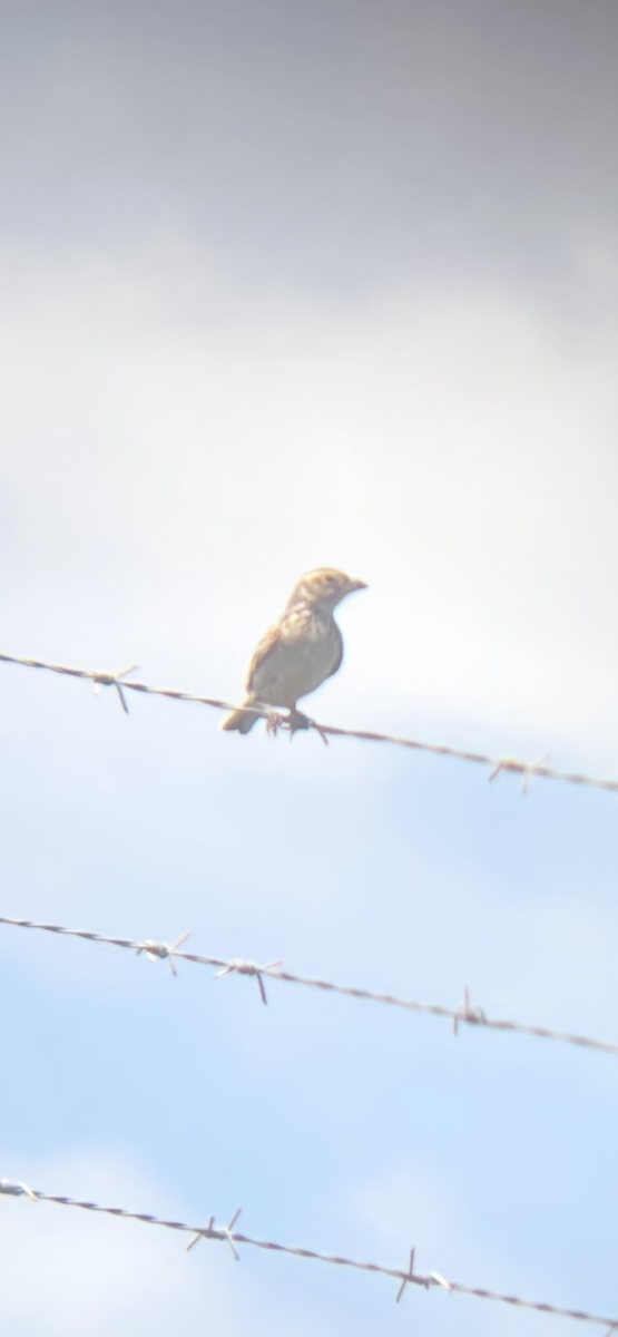 Alondra de Java - ML645189428