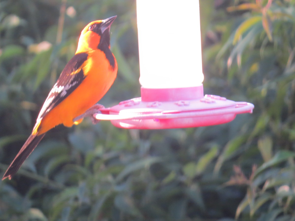 Altamira Oriole - ML645189431