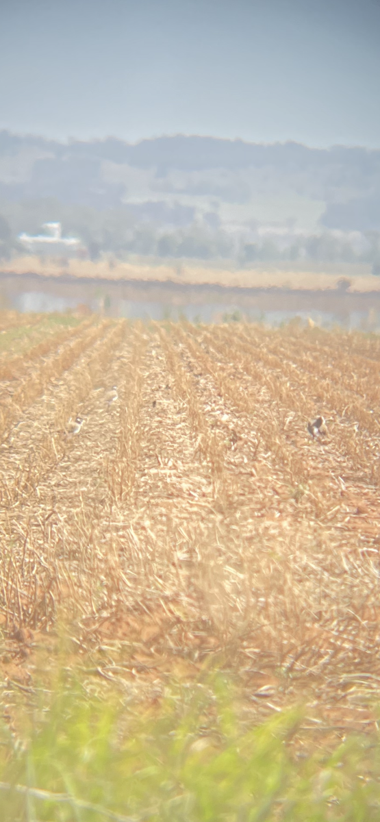 Banded Lapwing - ML645189438