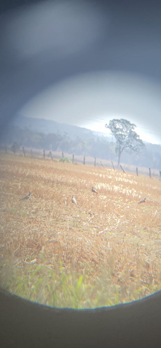 Banded Lapwing - ML645189439