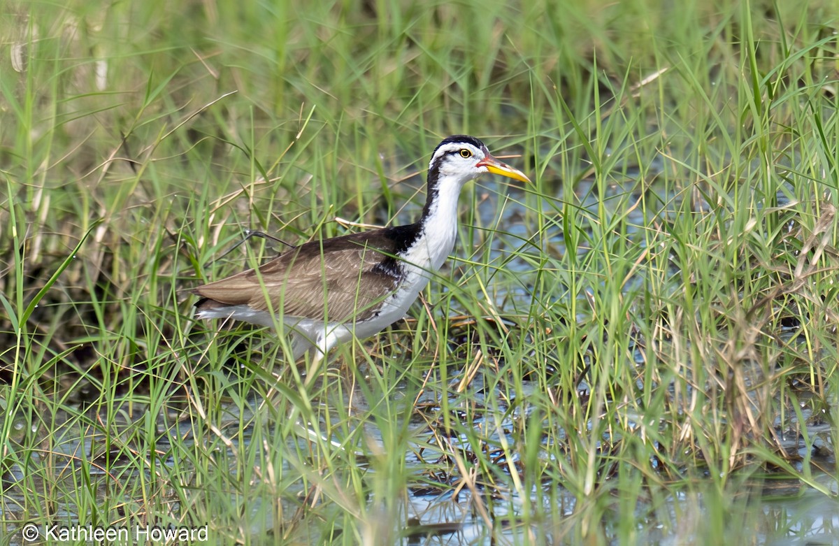 Wattled Jacana - ML645189440