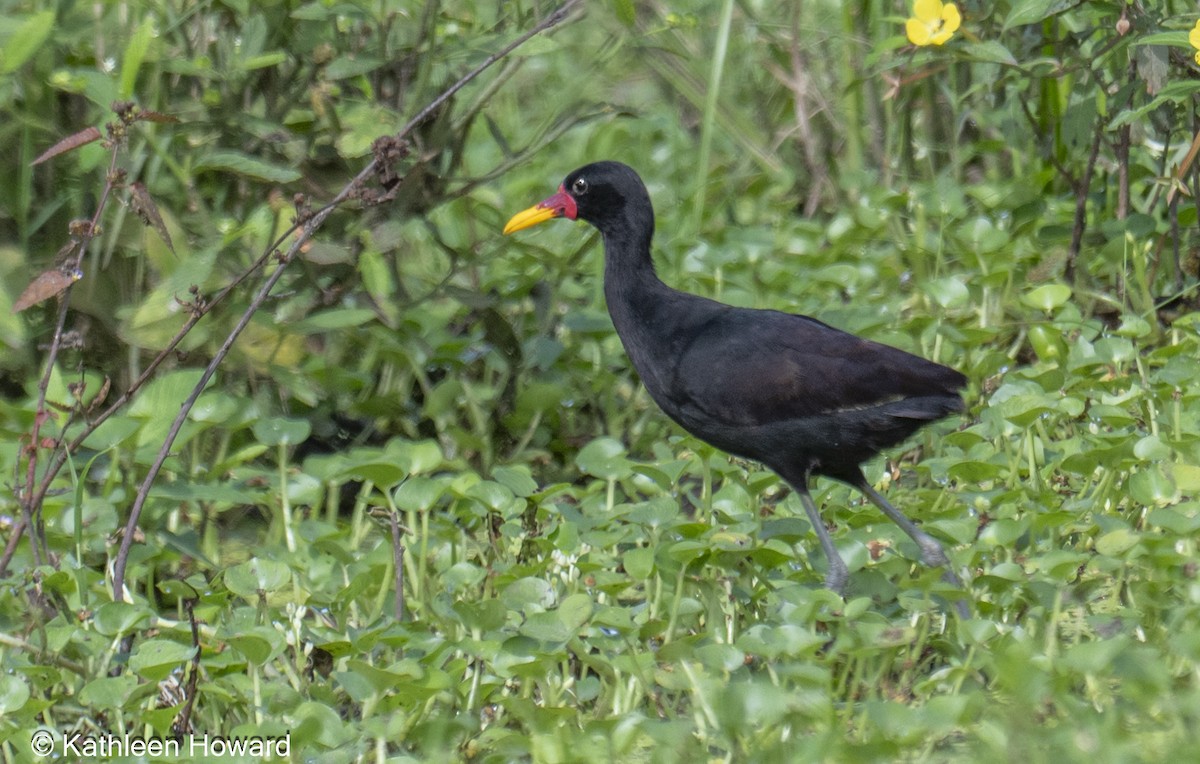 Wattled Jacana - ML645189441