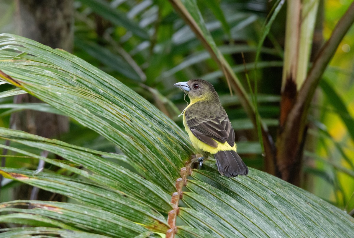 Тапіранга вогнистогуза - ML645189450