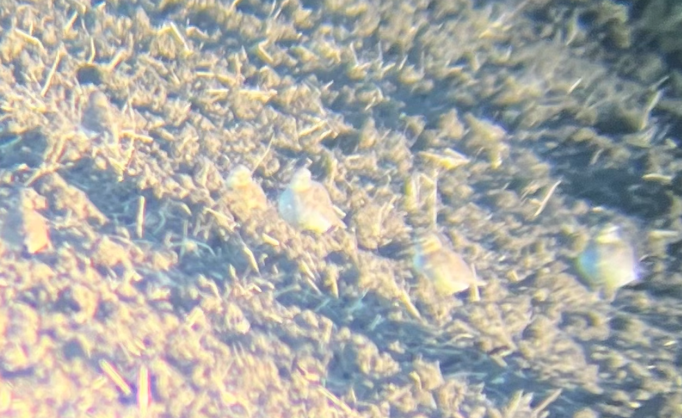 Mountain Plover - ML645189454