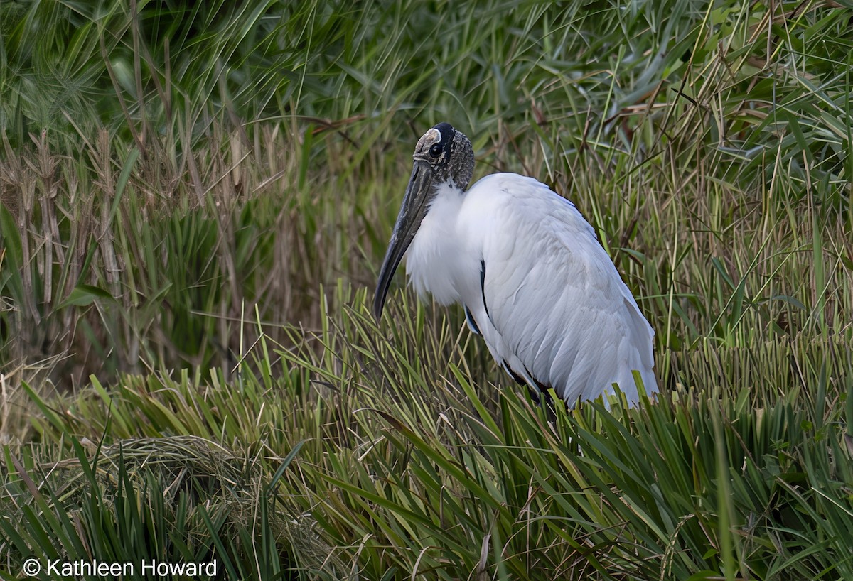 Wood Stork - ML645189459