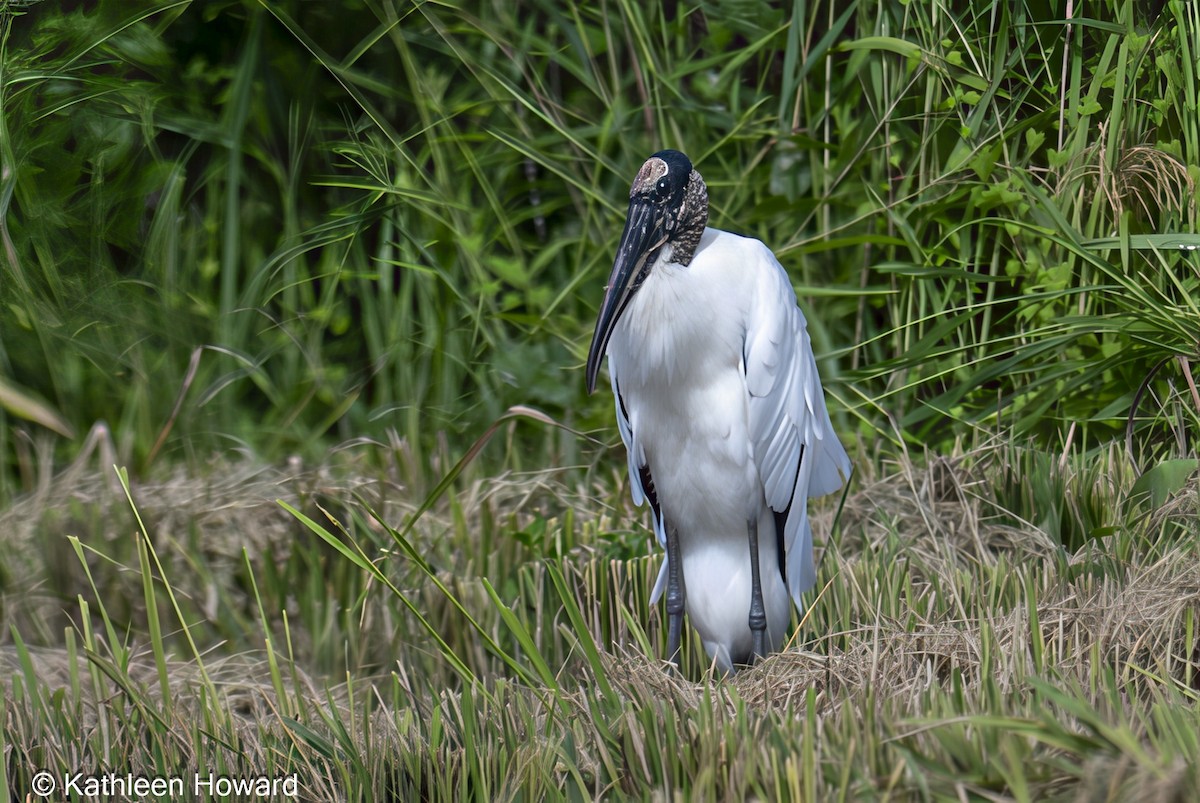 Wood Stork - ML645189460