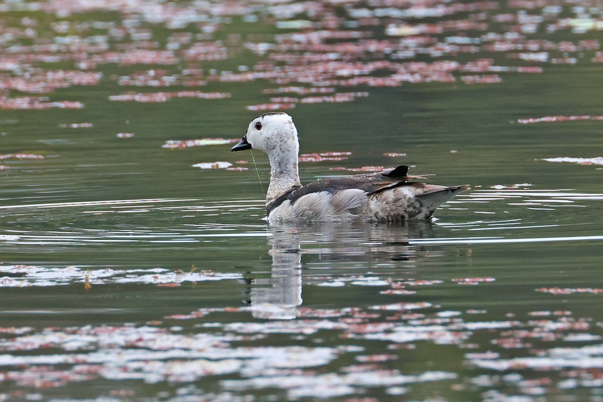 Cotton Pygmy-Goose - ML645189463