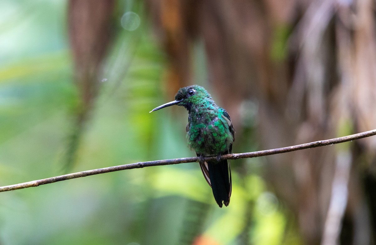 Колібрі-діамант колумбійський - ML645189467