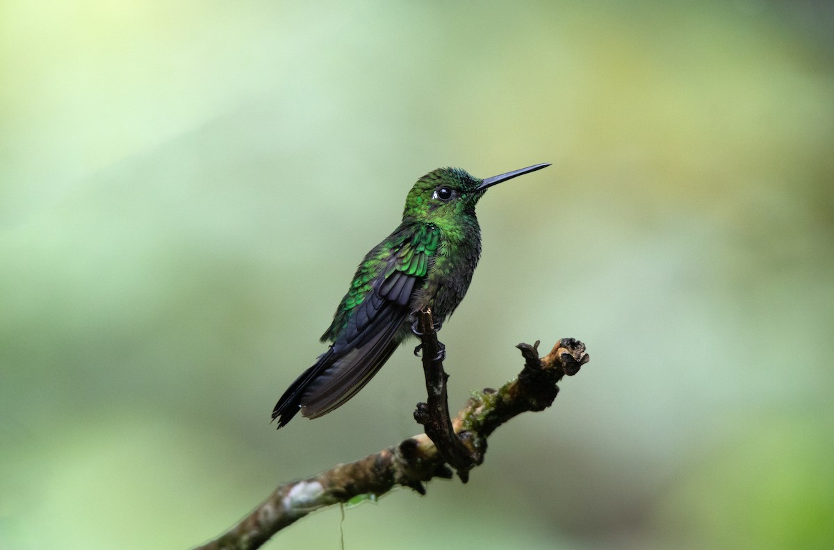 Колібрі-діамант колумбійський - ML645189468