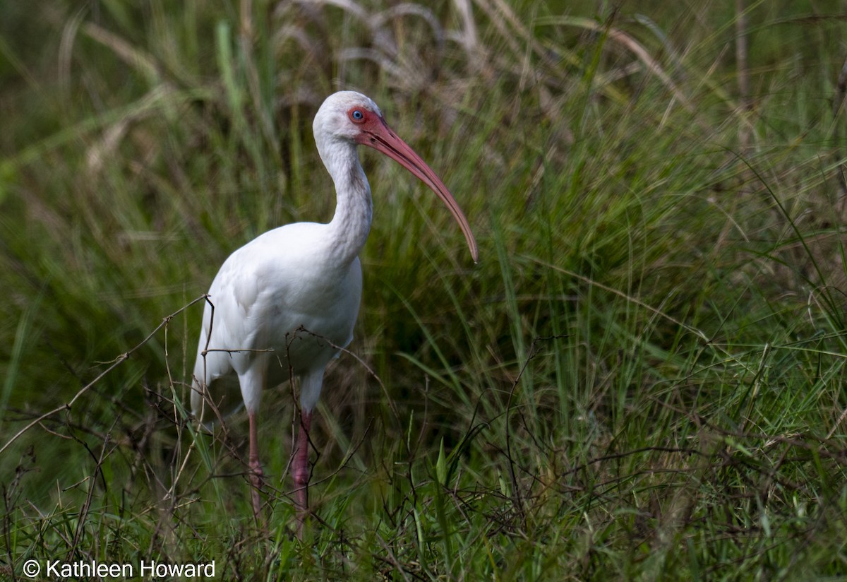White Ibis - ML645189473