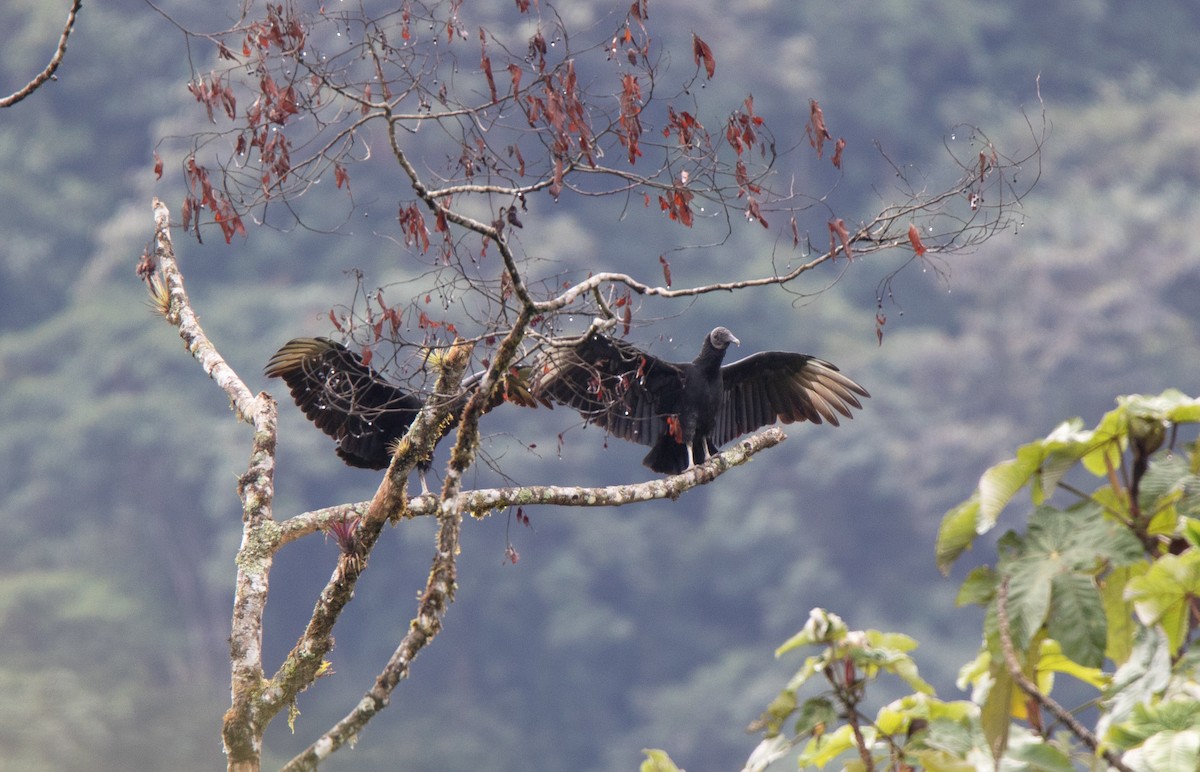 Катарта чорна - ML645189475