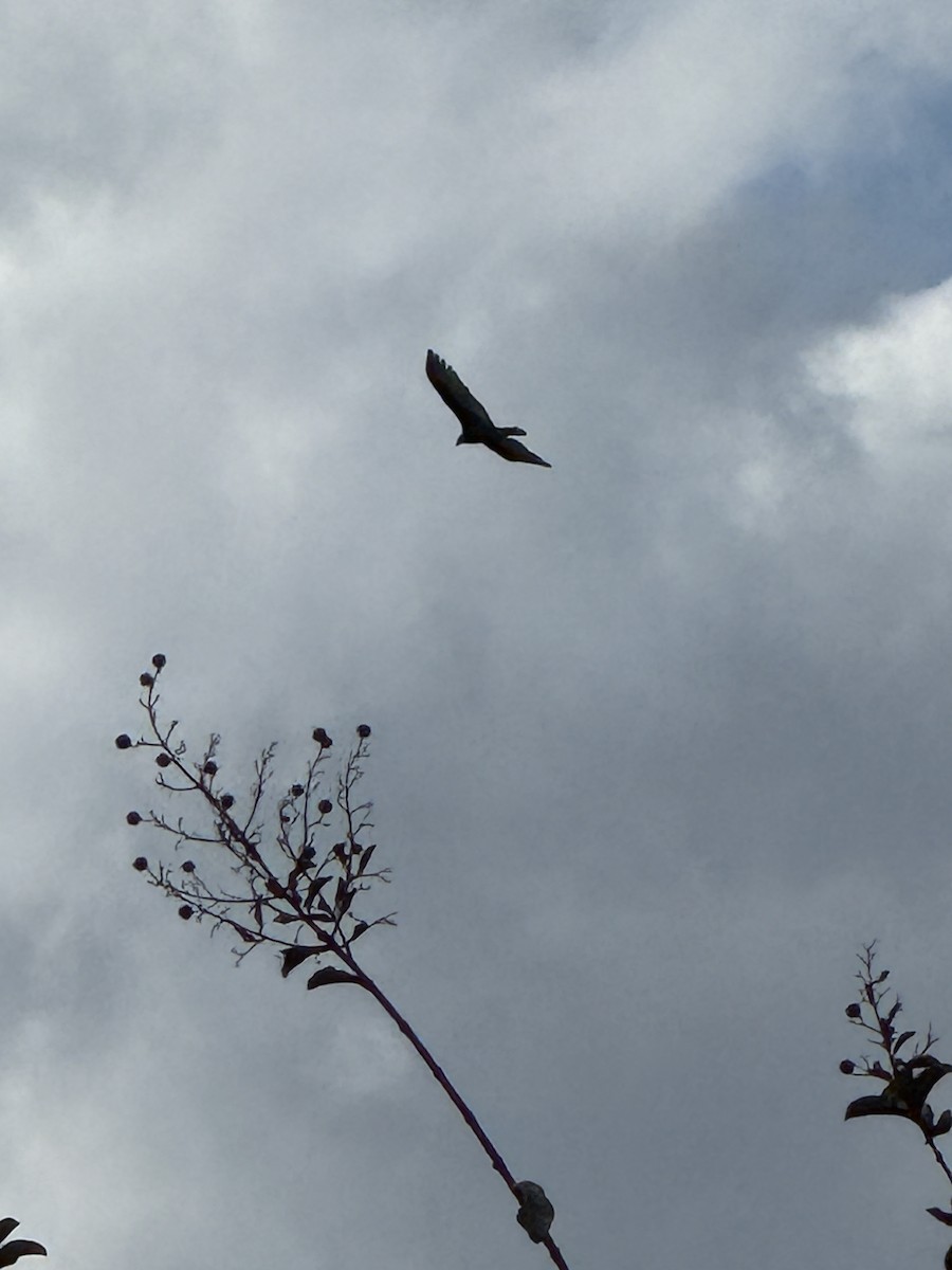 Turkey Vulture - ML645189476
