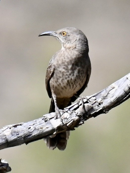 Curve-billed Thrasher - ML645189481
