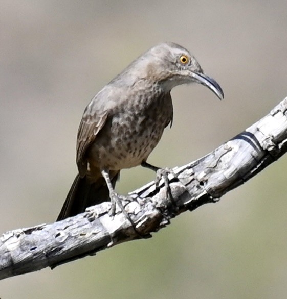 Curve-billed Thrasher - ML645189482