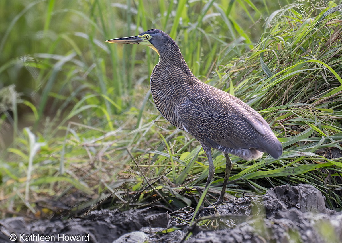 Bare-throated Tiger-Heron - ML645189483