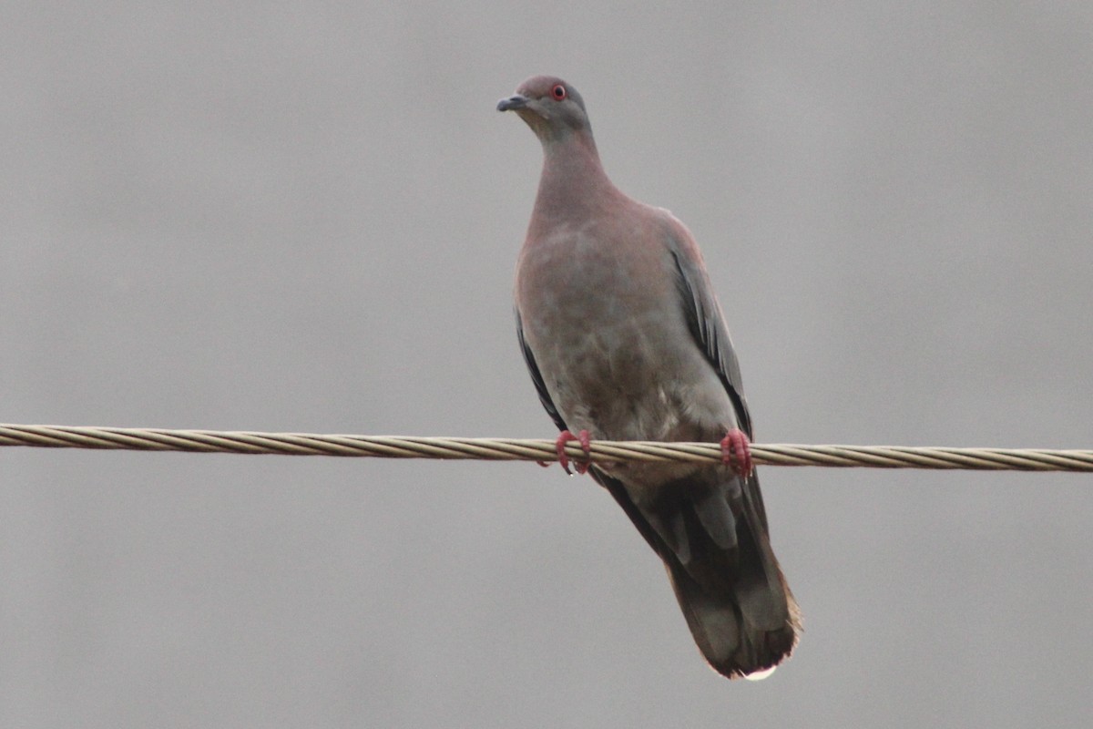 Pale-vented Pigeon - ML645189484