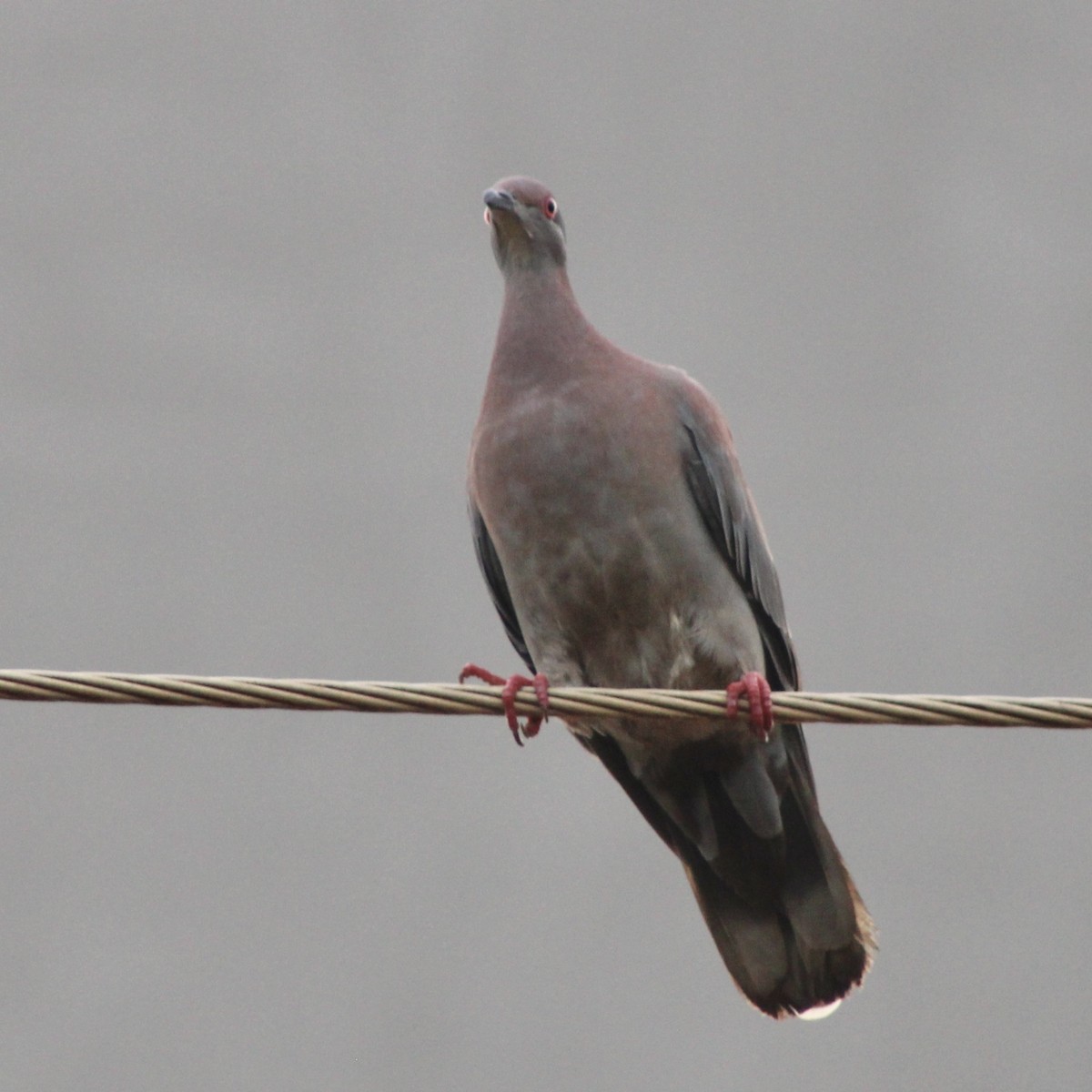 Pale-vented Pigeon - ML645189494
