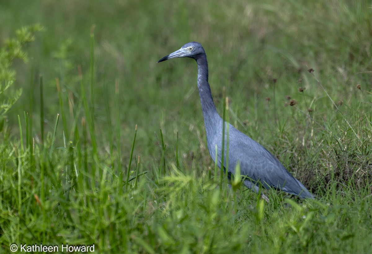 Little Blue Heron - ML645189495