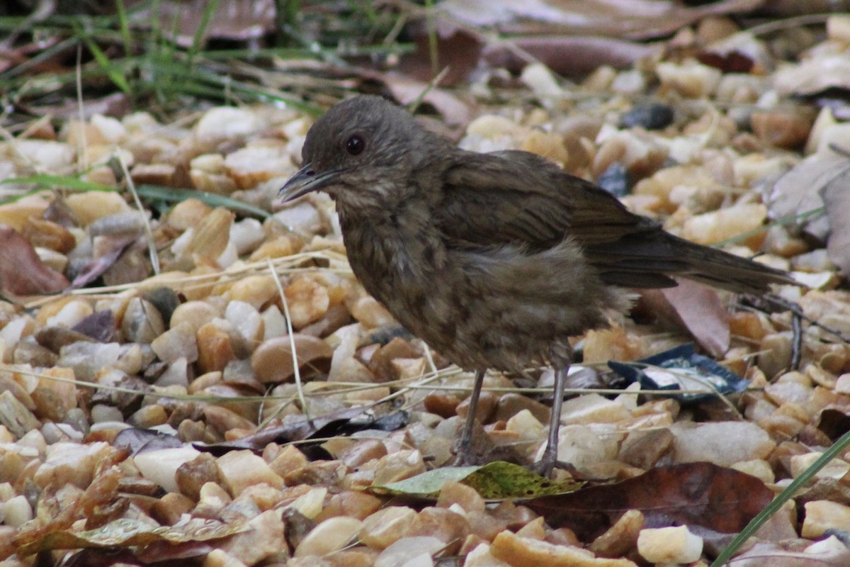 Pale-breasted Thrush - ML645189497