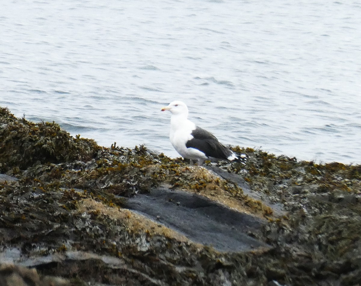 Great Black-backed Gull - ML645189498
