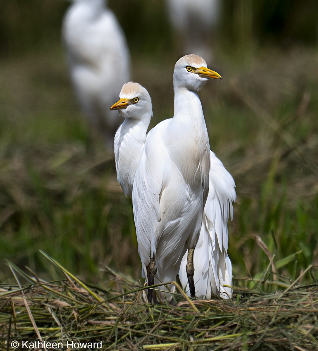 Western Cattle-Egret - ML645189499