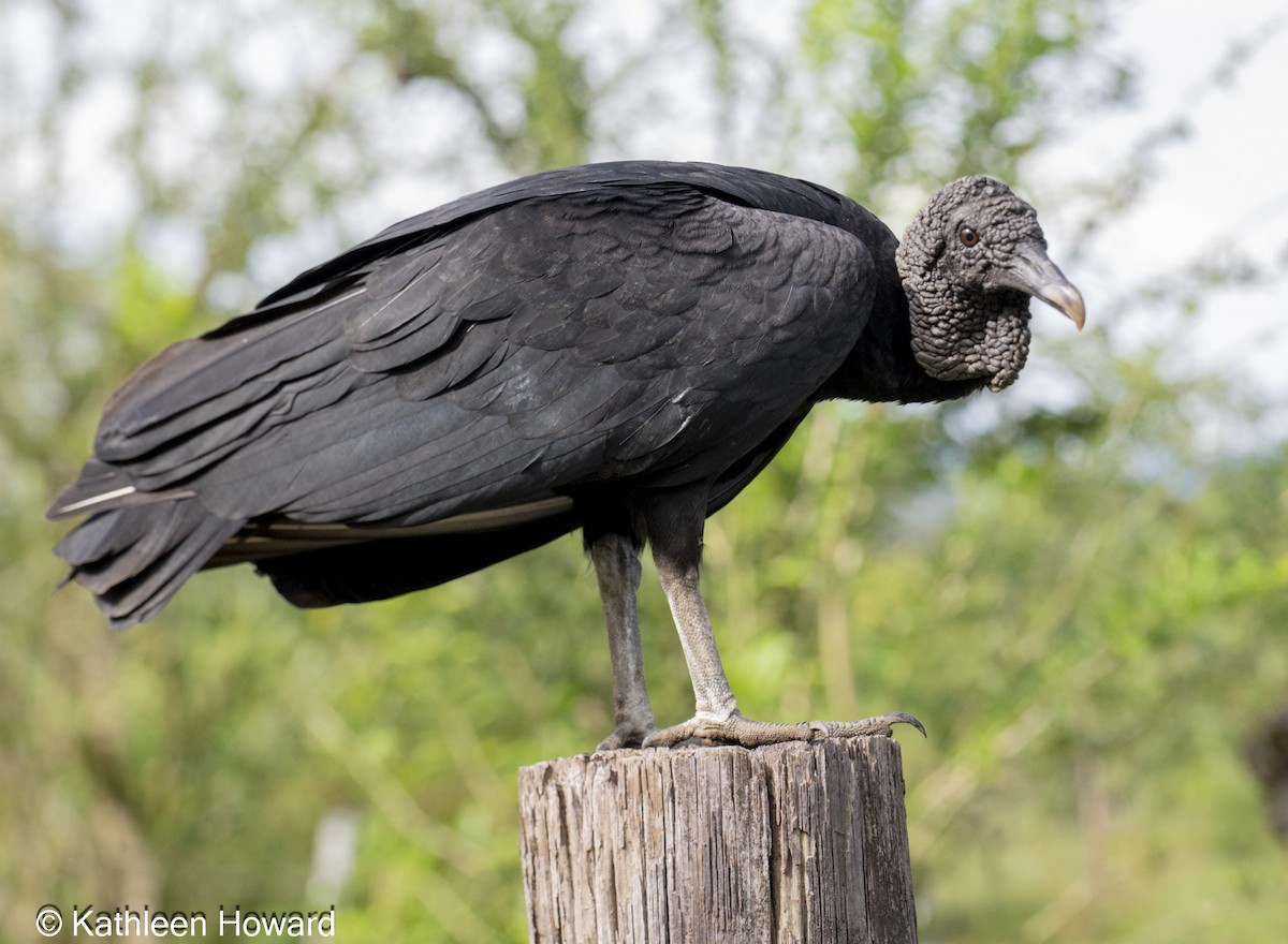 Катарта чорна - ML645189502