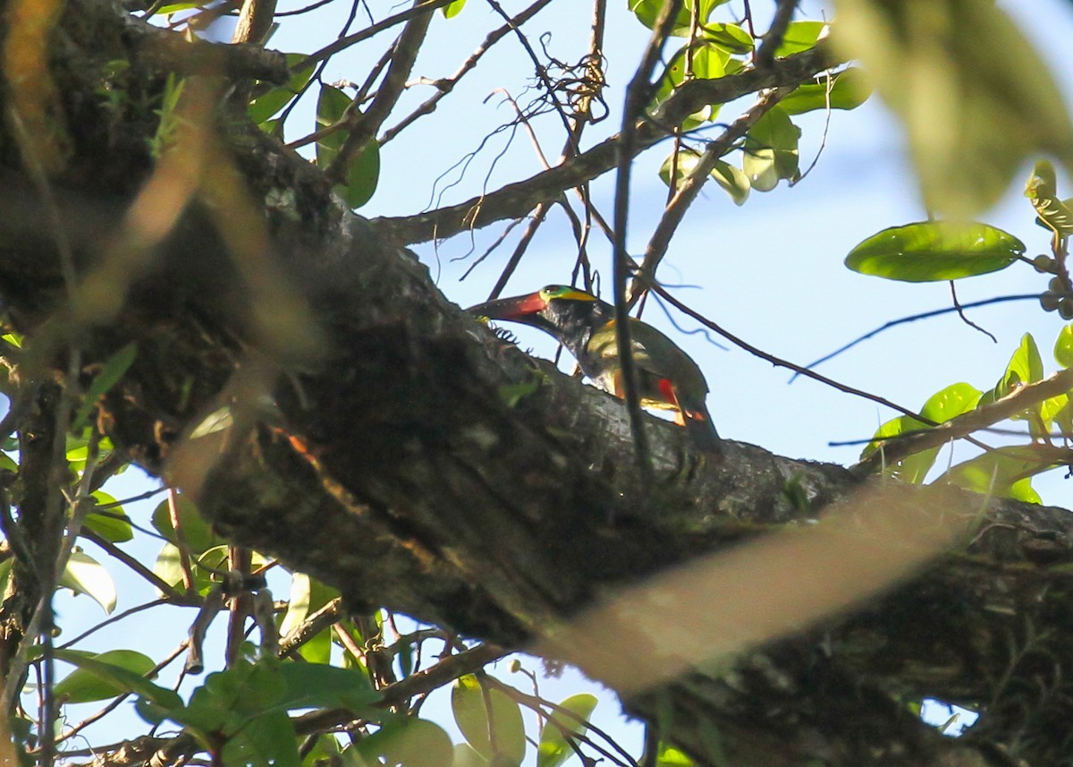 Guianan Toucanet - ML645189503