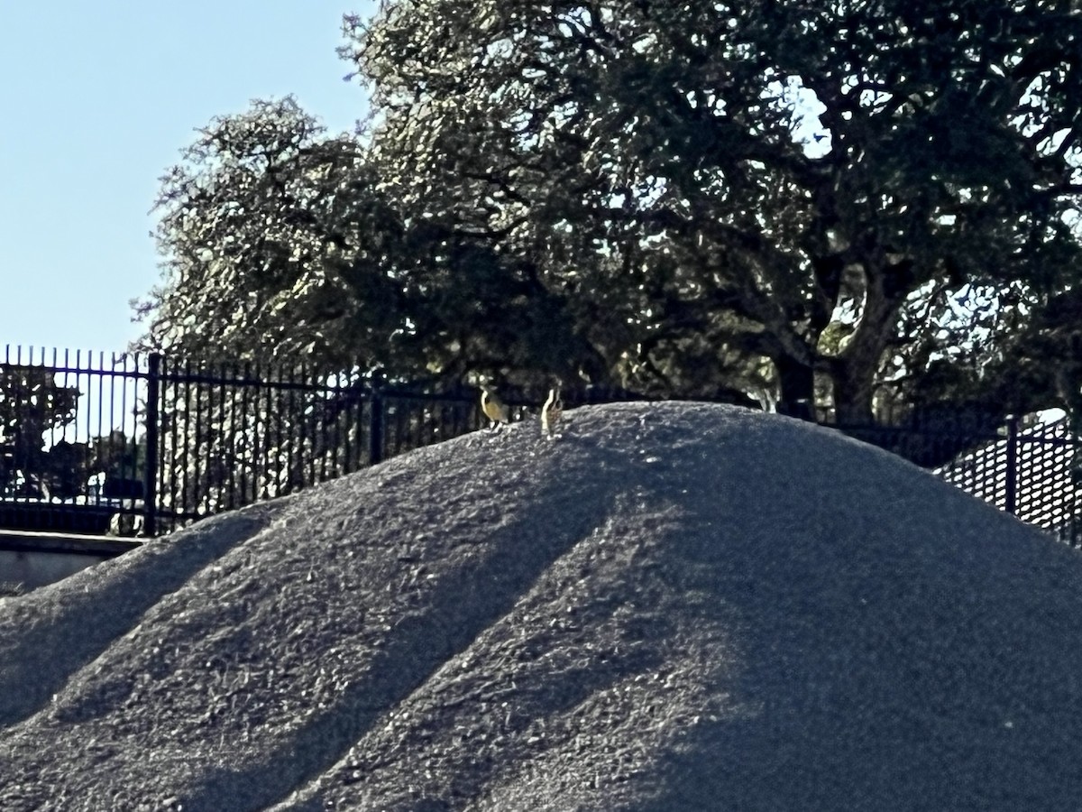 Eastern Meadowlark - ML645189505