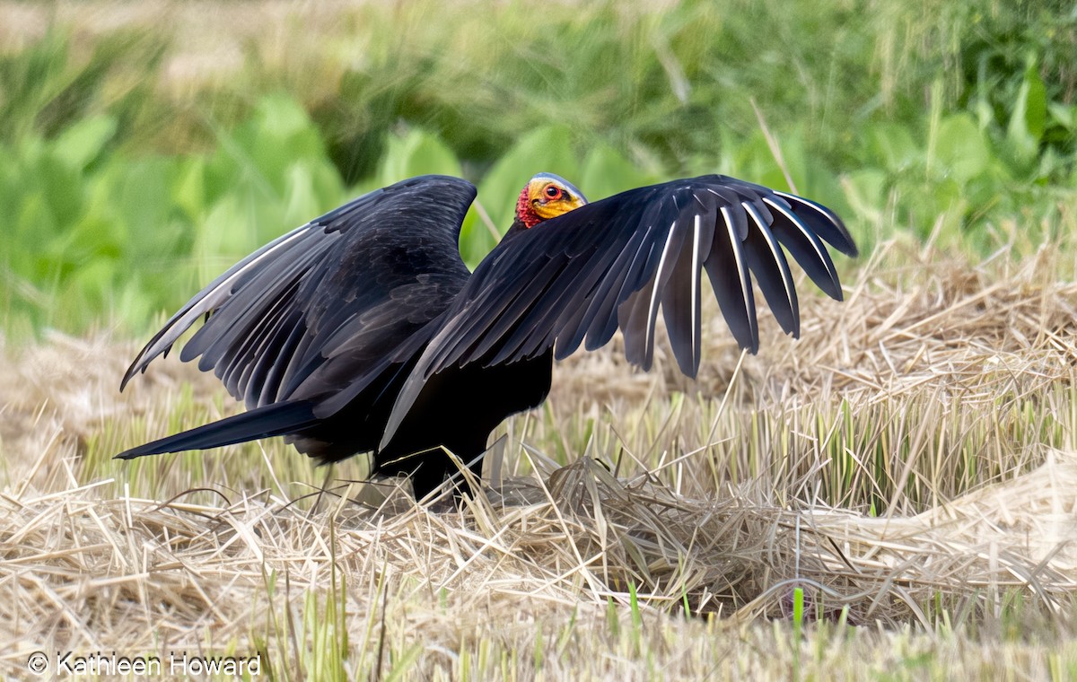 Lesser Yellow-headed Vulture - ML645189518