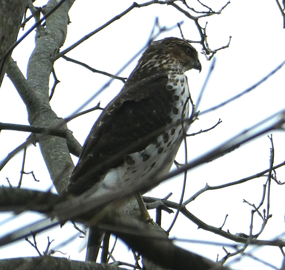 Яструб чорноголовий - ML645189520