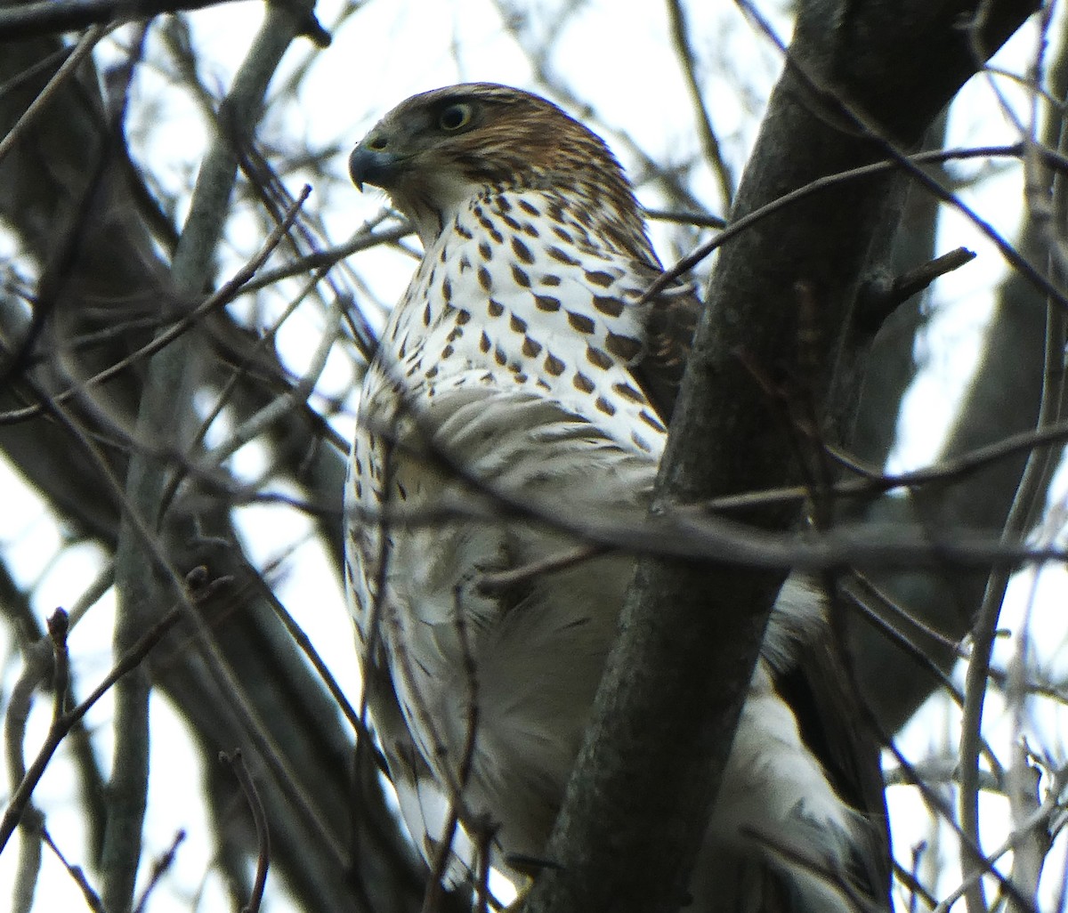 Яструб чорноголовий - ML645189521