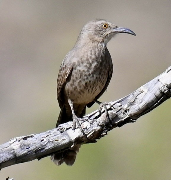 Curve-billed Thrasher - ML645189530