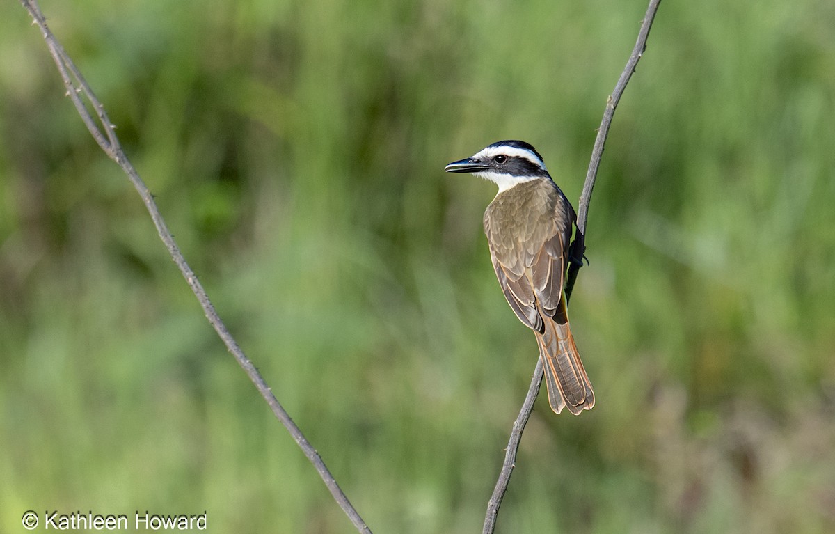 Great Kiskadee - ML645189534