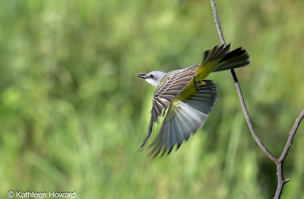 Tropical Kingbird - ML645189553