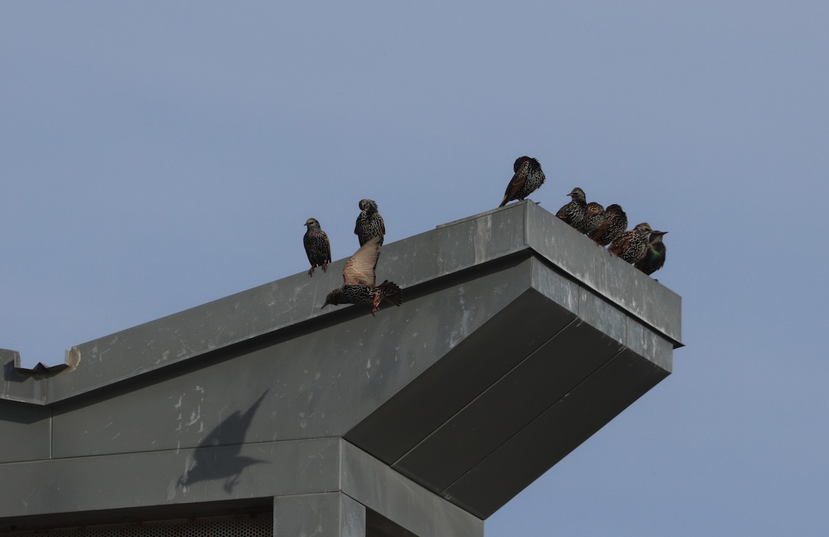 Storno - ML645189578