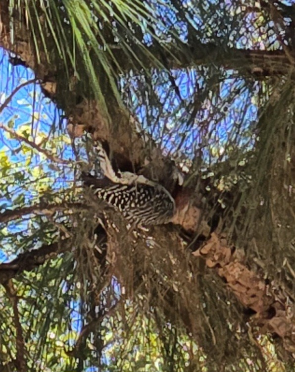 Carpintero de Carolina - ML645189579