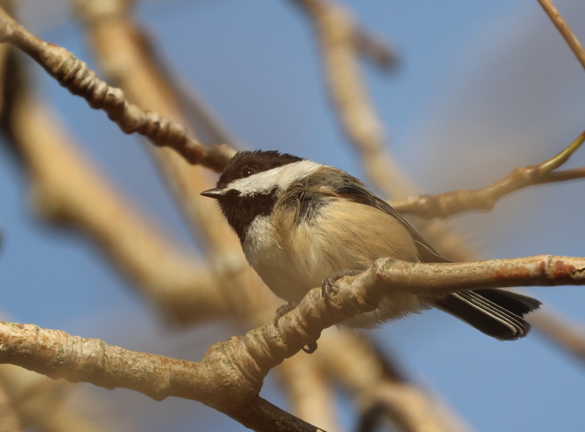 Гаїчка світлокрила - ML645189594