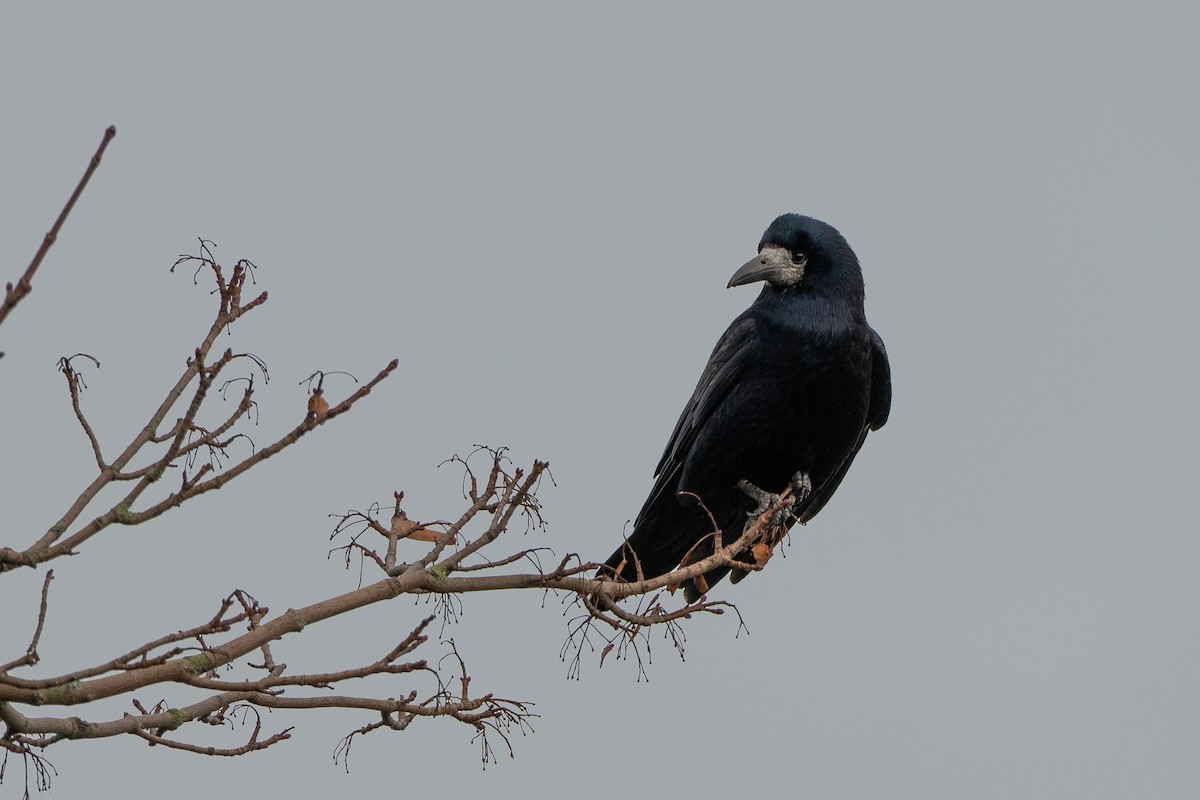 Ekin Kargası - ML645189600