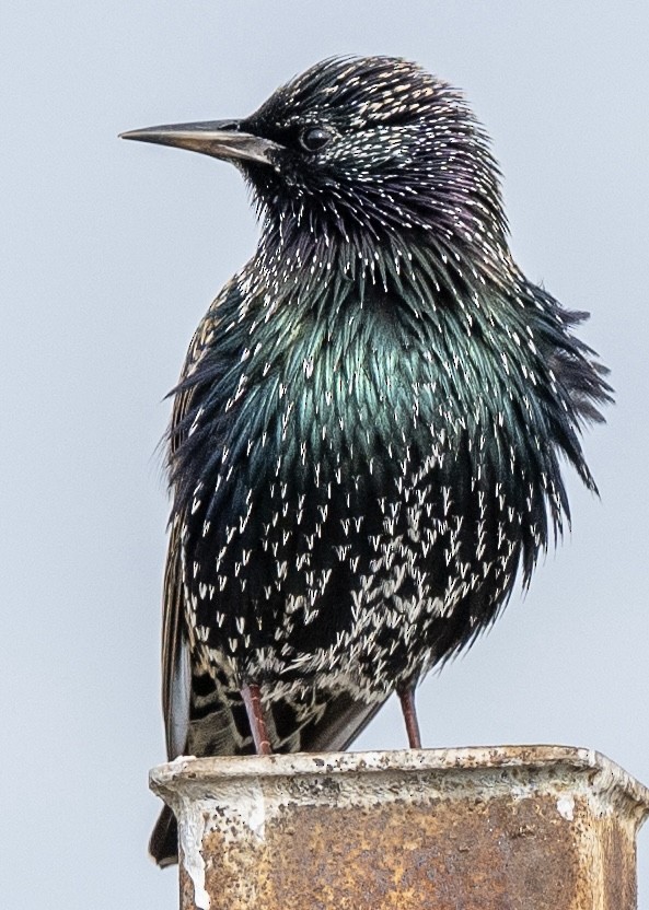 Storno - ML645189613