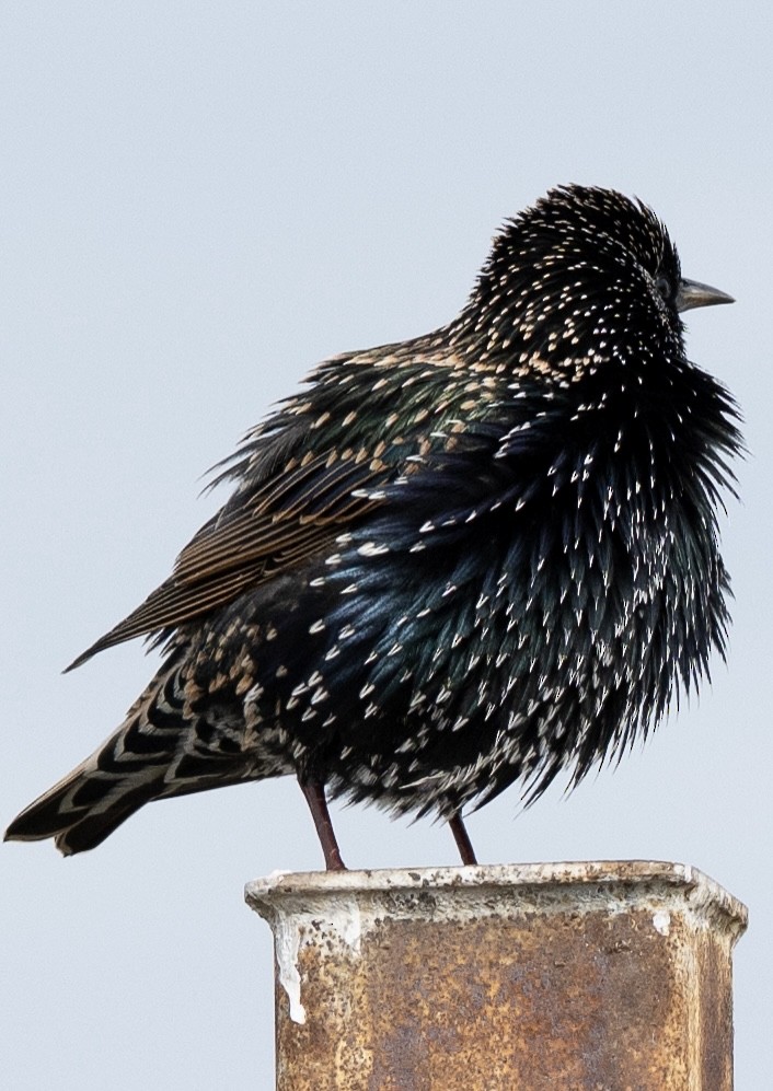 Storno - ML645189614